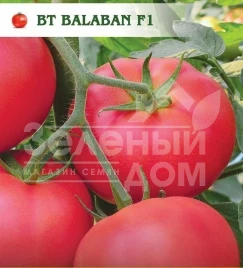 Семена томатов Балабан F1 / Balaban F1 купить оптом и в розницу в Украине по выгодной цене